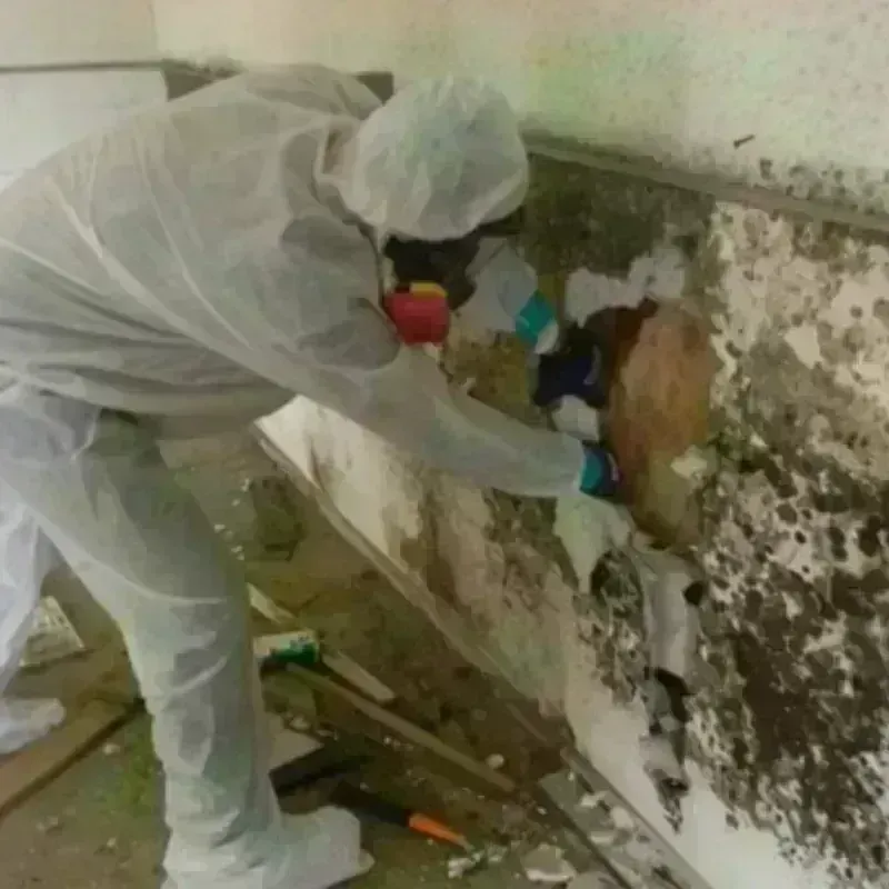 Mold Remediation and Removal in Providence County, RI